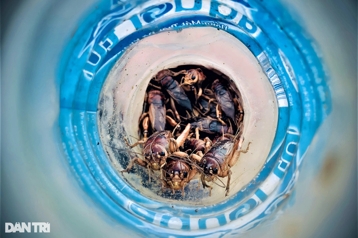 Dế sau khi bắt được, người săn cho vào chai nhựa hoặc can nhỏ. Dế hiện có giá 1.500-2.500 đồng/con tùy thời điểm. Có năm giá bán loại đặc sản đồng quê này lên tới 3.000 đồng/con. Một ngày, nhóm người phối hợp săn được 200-400 con, sẽ có thu nhập 500.000 đồng đến tiền triệu.