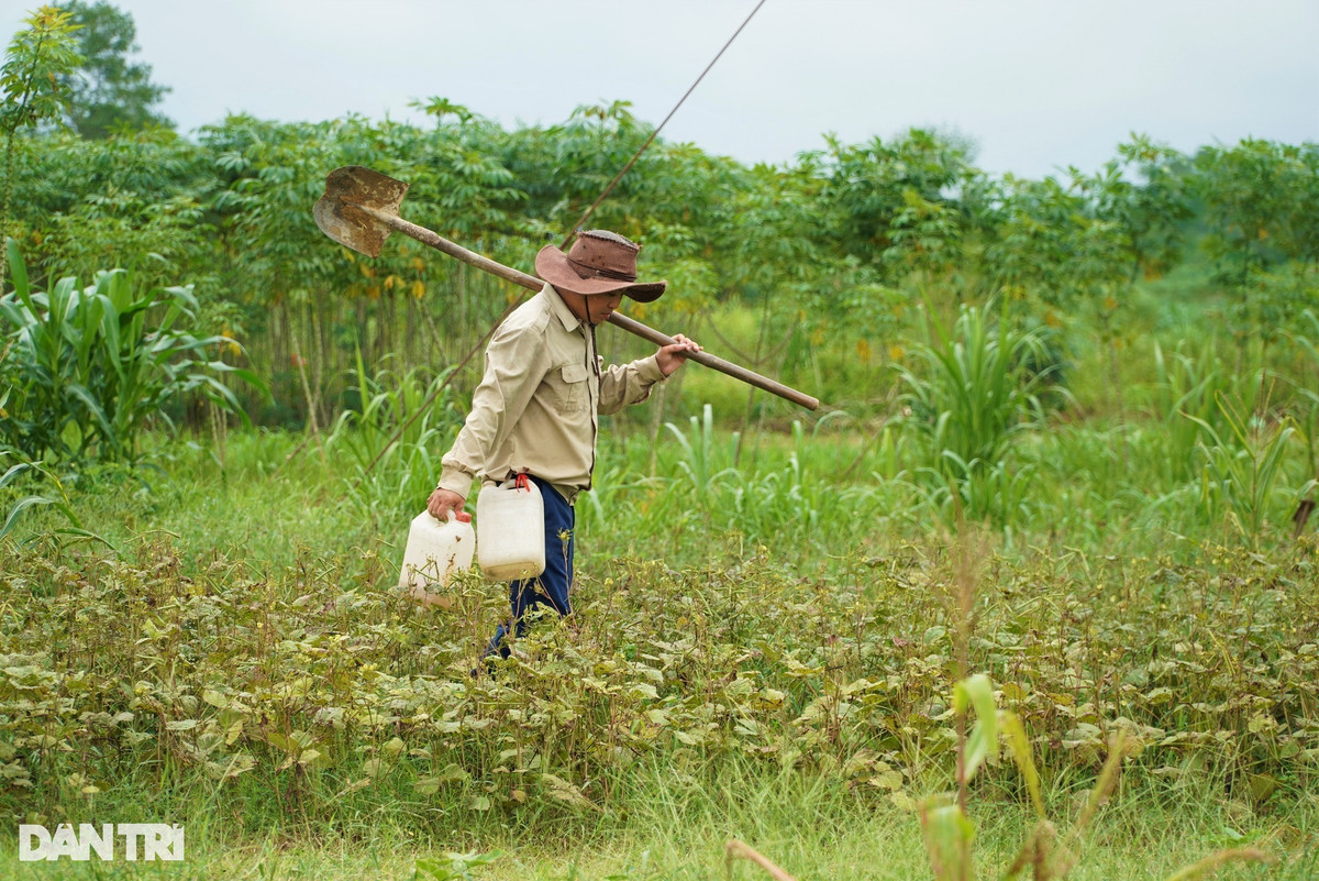 Cứ sau mỗi trận mưa, người dân Hương Sơn lại đổ ra bãi bồi ven sông Ngàn Phố để săn dế. Nhiều người đi săn dế vì muốn ôn lại ký ức tuổi thơ và cho con nhỏ đi trải nghiệm. Nhiều nhóm thanh niên cùng đi săn dế để mang về làm thực phẩm cho gia đình hoặc món nhậu. Còn thợ săn dế xem đây là nghề thời vụ nên mang rất nhiều bình chứa nước và xẻng đi cuốc, đào để có thêm thu nhập.
