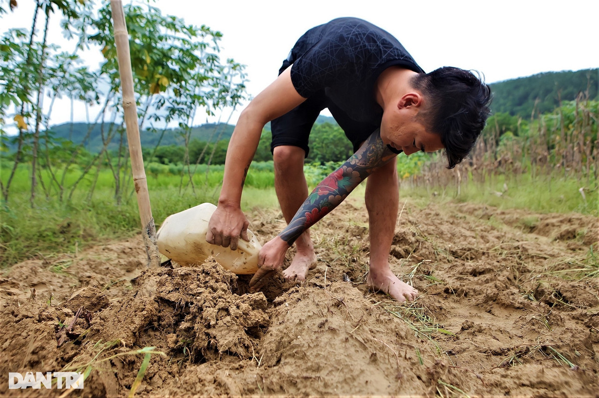 Sau khi tìm được tổ dế, người đi săn đưa tay gạt đi lớp đất mới. Miệng hang dế lộ ra, người thợ sẽ đổ nước từ từ và quan sát.
