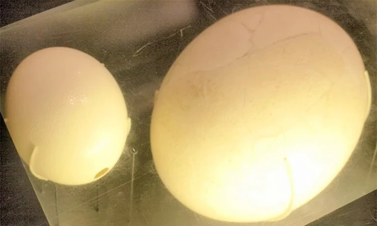 Kho tin qua trung chim lon nhat qua dat van ton tai