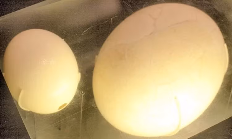 Kho tin qua trung chim lon nhat qua dat van ton tai