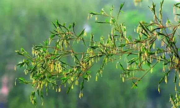 Chu kỳ này có thể diễn ra bình thường trong nhiều thập kỷ, thậm chí hàng trăm năm. Chính vì nó không dễ nở hoa nên một khi tre nở hoa, người ta sẽ nghĩ rằng chắc chắn có chuyện gì đó bất thường do quái vật gây ra, và việc tre nở hoa sẽ bị coi là điềm gở.