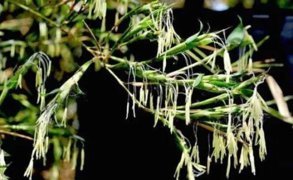 Có câu nói đã được lưu truyền từ lâu, nếu thấy tre nở hoa, những cư dân định cư gần rừng tre này nên lập tức thu dọn đồ đạc và chuyển đi nơi khác, nếu không chắc chắn họ sẽ không có thu hoạch gì và cuộc sống sẽ khó khăn. Vậy tại sao cái gọi là tre nở hoa lại đáng sợ đến vậy?