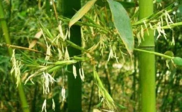 Sau khi tre nở hoa, lá tre vốn còn xanh sẽ dần chuyển sang màu vàng, như thể tre đã cung cấp hết dưỡng chất cho hoa. Người ta nhìn những cây tre xanh từ từ chết đi sau khi nở hoa, và họ tin rằng việc tre nở hoa tượng trưng cho sự mất đi sự sống.