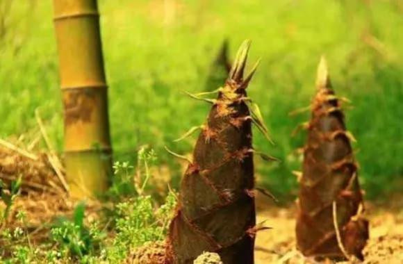 br/> Chúng ta đều biết rằng tre thường không nở hoa. Nói một cách chính xác thì không có nghĩa là nó không nở hoa mà là chu kỳ ra hoa của nó rất dài và không đều, ít người có thể nhìn thấy.