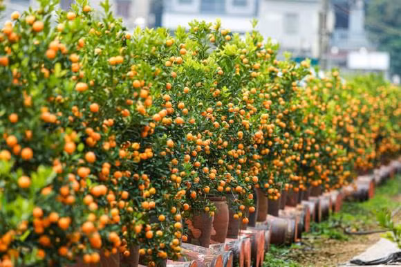  Cây quất: Cây quất, hay còn gọi là cây tắc, là lựa chọn phổ biến trong dịp Tết bởi vẻ đẹp tròn đầy của những quả chín mọng, tượng trưng cho sự đủ đầy và viên mãn. Hương thơm dịu nhẹ từ lá và quả quất khiến không gian sống thêm tươi mới, tràn ngập sinh khí. 