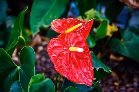 Cây hồng môn: Với sắc đỏ rực rỡ, cây hồng môn mang ý nghĩa về sự may mắn và niềm vui trong cuộc sống. Loại cây này được nhiều gia đình lựa chọn vì không chỉ dễ trồng mà còn có khả năng thanh lọc không khí, giúp không gian sống trở nên thoải mái hơn. 