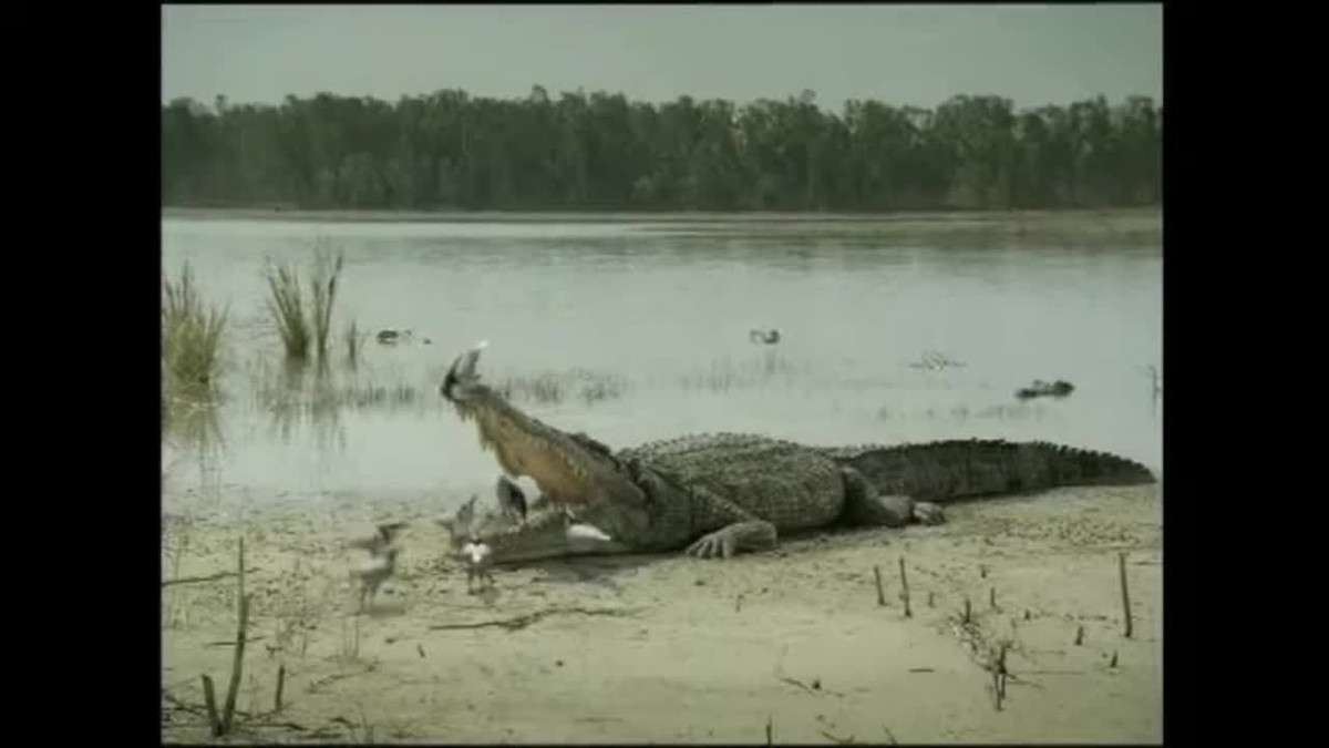 Nói một cách đơn giản: nếu bước đầu tiên hợp tác, thì bên kia có thể chọn hợp tác ở bước tiếp theo, khi bạn chọn phản bội ở bước thứ hai, thì bên kia cũng sẽ chọn phản bội ở bước tiếp theo, nếu bạn chọn hợp tác lại ở bước thứ ba, thì bên kia cũng sẽ chọn hợp tác ở bước thứ ba, sau bước thứ ba sẽ chọn hợp tác với bạn.