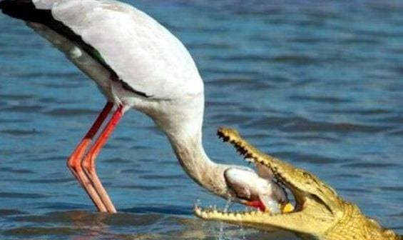 Tuy nhiên, điều kỳ lạ là những con cá sấu dường như không làm tổn thương chúng mà còn mở miệng, chào đón chúng tìm thức ăn trong miệng. Chúng ta biết rằng cá sấu thuộc loài ăn thịt. Do các chi trên ngắn, chúng không thể sử dụng tay chân để loại bỏ các mảnh vụn khỏi răng sau khi ăn. 