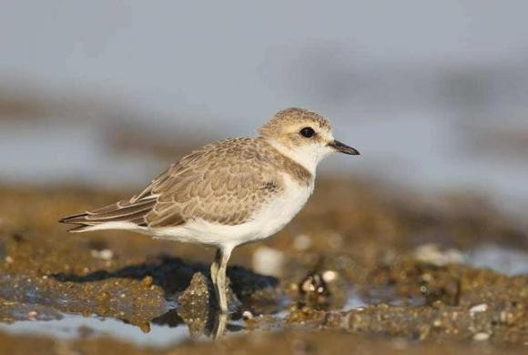 Những người đến Ai Cập đều thấy loài chim tăm rất phổ biến, chủ yếu phân bố dọc theo các con sông và gần vùng đất ngập nước, có rất nhiều cá sấu ở những khu vực nơi những con chim cánh cụt Ai Cập (chim tăm) sinh sống.