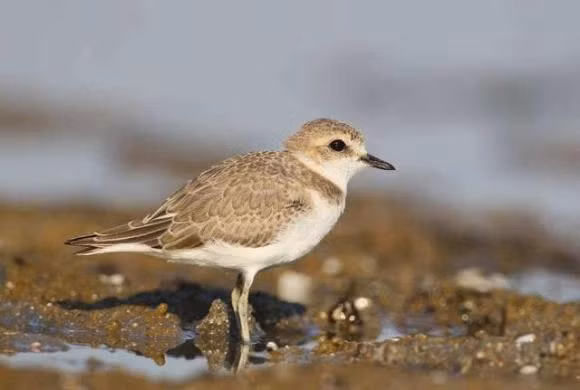 Những người đến Ai Cập đều thấy loài chim tăm rất phổ biến, chủ yếu phân bố dọc theo các con sông và gần vùng đất ngập nước, có rất nhiều cá sấu ở những khu vực nơi những con chim cánh cụt Ai Cập (chim tăm) sinh sống.