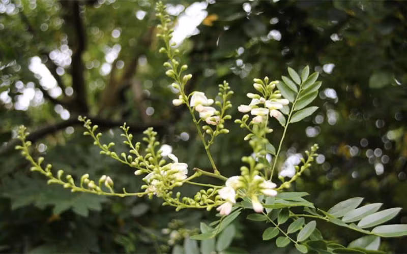  Cây hòe có tên khoa học là Styphnolobium japonicum (L.) Schott, thuộc họ Đậu (Fabaceae). Là loại thân gỗ, cây hoè trưởng thành có thể cao tới 15m. Cây có nụ màu vàng, khi nở thành hoa chuyển sang màu trắng ngà. Hoa hoè thường nở thành chùm, có hương thơm, vị đắng.