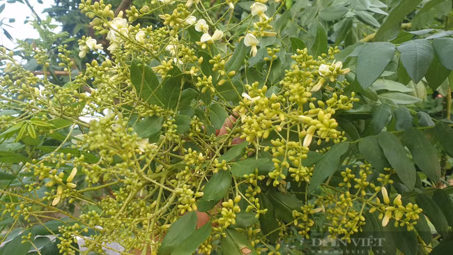  Theo y học cổ truyền phương đông, hoa hòe tính mát, có tác dụng thanh nhiệt, lương huyết, an thần, giúp cải thiện chất lượng giấc ngủ, đặc biệt là người cao tuổi.