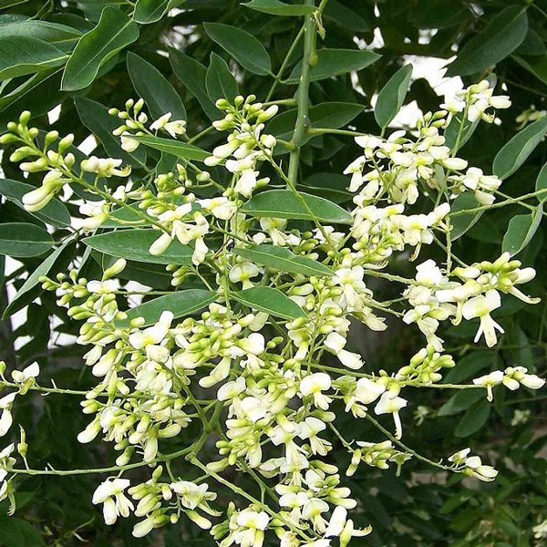 Hoa hoè nở theo chùm, thế nên khi hoa nở rộ, người ta tin rằng gia đình sẽ nhận được nhiều may mắn, phúc lộc hơn.