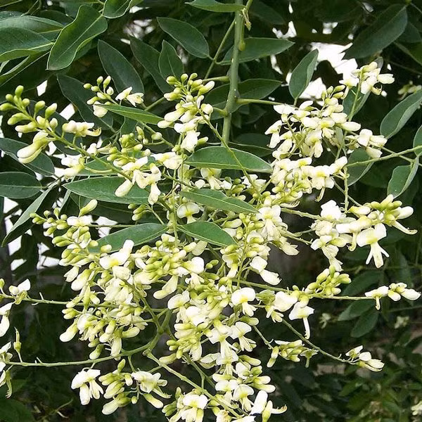 Hoa hoè nở theo chùm, thế nên khi hoa nở rộ, người ta tin rằng gia đình sẽ nhận được nhiều may mắn, phúc lộc hơn.