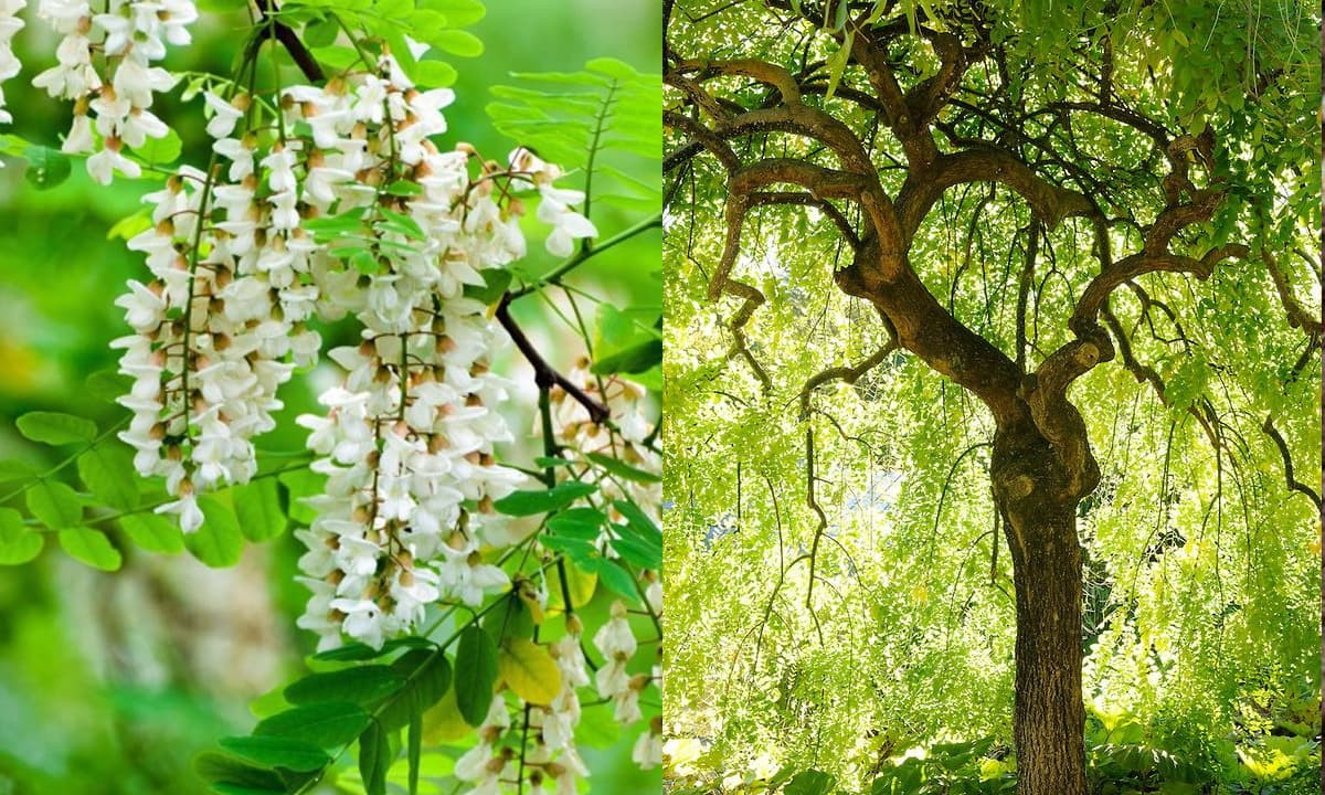  Tương truyền vào đời Chu ở Trung Quốc, ngoài cung đình có trồng 3 cây hoè, khi tam công vào chầu thiên tử thường đứng quay mặt hướng về cây hoè, vì thế người sau coi cây hòa là đại diện cho Tam công (tức 3 chức quan cao nhất trong triều đình; thời nhà Chu là Thái sư, Thái phó, Thái bảo; thời Tây Hán là Thừa tướng, Thái úy và Ngự sử đại phu, sau sửa thành Đại tư đồ, Đại tư mã, Đại tư không...).