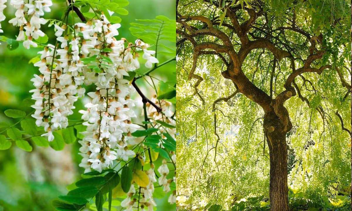  Tương truyền vào đời Chu ở Trung Quốc, ngoài cung đình có trồng 3 cây hoè, khi tam công vào chầu thiên tử thường đứng quay mặt hướng về cây hoè, vì thế người sau coi cây hòa là đại diện cho Tam công (tức 3 chức quan cao nhất trong triều đình; thời nhà Chu là Thái sư, Thái phó, Thái bảo; thời Tây Hán là Thừa tướng, Thái úy và Ngự sử đại phu, sau sửa thành Đại tư đồ, Đại tư mã, Đại tư không...).