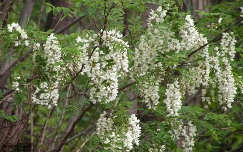  Ý nghĩa phong thuỷ của việc trồng cây hoè trước nhà: Người xưa có câu: "Một cây hòe trước nhà không chiêu của báu cũng chiêu tiền bạc", với ý nghĩa coi cây hoè là loại cây mang lại may mắn, tài lộc, nên được trồng trước nhà. Vì sao lại có quan niệm này? 