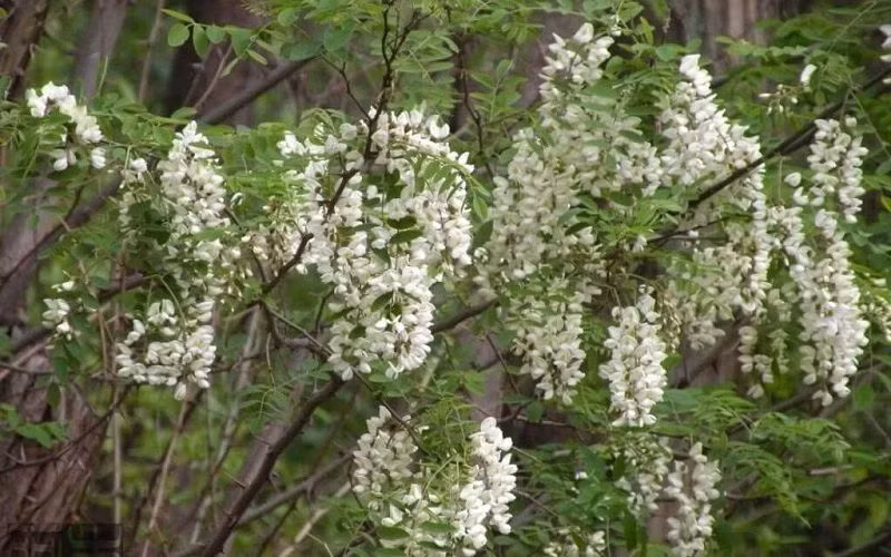  Ý nghĩa phong thuỷ của việc trồng cây hoè trước nhà: Người xưa có câu: "Một cây hòe trước nhà không chiêu của báu cũng chiêu tiền bạc", với ý nghĩa coi cây hoè là loại cây mang lại may mắn, tài lộc, nên được trồng trước nhà. Vì sao lại có quan niệm này? 