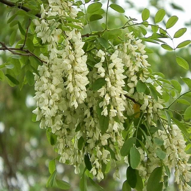 Vương Hựu đời Tống từng trồng 3 cây hoè trong sân, nói rằng: "Con cháu của ta tất sẽ có người làm đến tam công". Quả nhiên một người con của ông là Đán nhậm chức này. Do đó, nhiều nhà trồng cây hoè trước nhà mong con cháu đỗ đạt, thành danh, làm quan to trong triều.