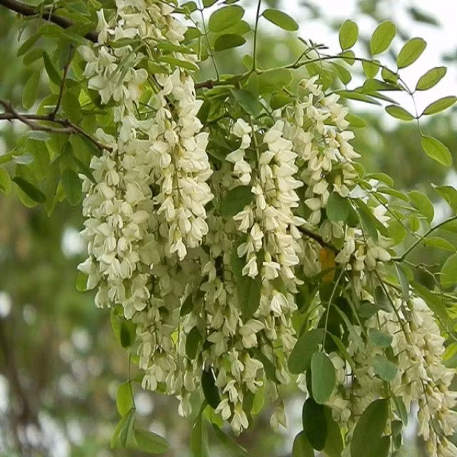 Vương Hựu đời Tống từng trồng 3 cây hoè trong sân, nói rằng: "Con cháu của ta tất sẽ có người làm đến tam công". Quả nhiên một người con của ông là Đán nhậm chức này. Do đó, nhiều nhà trồng cây hoè trước nhà mong con cháu đỗ đạt, thành danh, làm quan to trong triều.