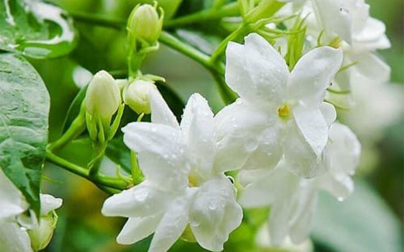  Hoa nhài: Hoa nhài có màu trắng mùi vô cùng thơm và quyến rũ người qua lại. Nhưng hoa Nhài biểu tượng cho thân phận của người con gái đi đêm cuộc sống gặp nhiều khó khăn sóng gió trong đường tình duyên. Bởi vậy, không nên đặt hoa nhài lên bàn thời bởi sẽ dễ nảy sinh nghịch cảnh khiến cuộc sống của gia chủ trở nên khó khăn xui xẻo. 