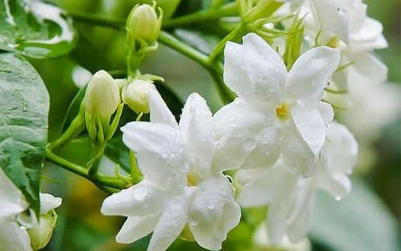  Hoa nhài: Hoa nhài có màu trắng mùi vô cùng thơm và quyến rũ người qua lại. Nhưng hoa Nhài biểu tượng cho thân phận của người con gái đi đêm cuộc sống gặp nhiều khó khăn sóng gió trong đường tình duyên. Bởi vậy, không nên đặt hoa nhài lên bàn thời bởi sẽ dễ nảy sinh nghịch cảnh khiến cuộc sống của gia chủ trở nên khó khăn xui xẻo. 