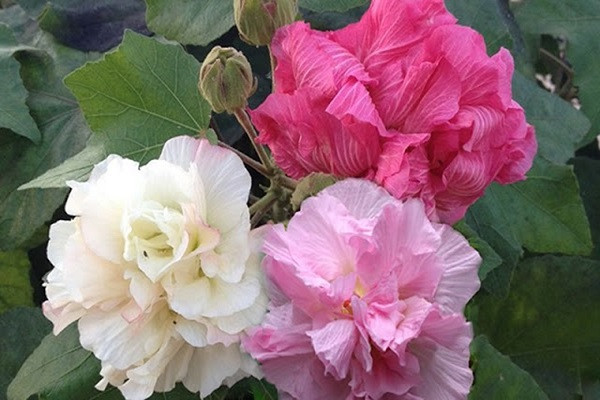  Hoa phù dung - Biểu tượng của sự chóng tàn, không bền lâu: Hoa phù dung tuy đẹp, nở rộ vào buổi sáng nhưng lại nhanh chóng tàn úa vào buổi chiều, tượng trưng cho sự không bền vững, ngắn ngủi. 