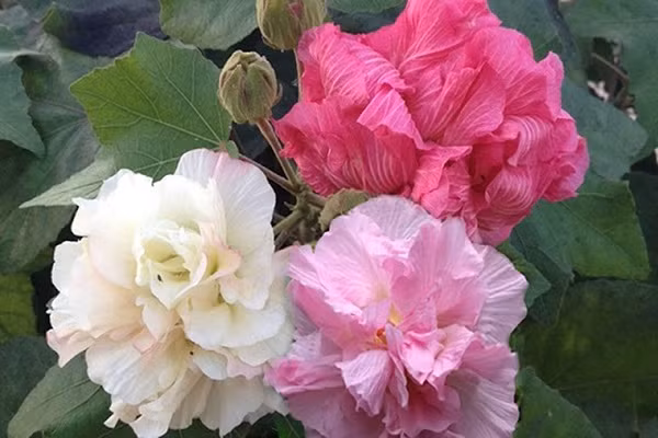  Hoa phù dung - Biểu tượng của sự chóng tàn, không bền lâu: Hoa phù dung tuy đẹp, nở rộ vào buổi sáng nhưng lại nhanh chóng tàn úa vào buổi chiều, tượng trưng cho sự không bền vững, ngắn ngủi. 