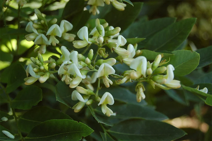 Ngoài ra, cây hoè cũng mang nghĩa cầu lộc con cái. Nhiều phụ nữ xưa khi bị hiếm muộn hoặc không may mắn trong đường con cái, thường ăn hạt hoè và đứng dưới gốc cây cầu nguyện. Truyện Kiều có câu viết về cuộc đời viên mãn của Thúy Vân: "Một cây cù mộc, một sân quế hòe", chỉ việc Thúy Vân đông con cái.