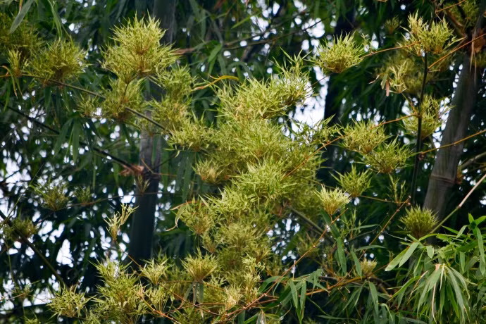 Mặc dù thời hiện đại chưa có khoa học phổ thông đặc biệt chính thức nào nghiên cứu về hiện tượng này nhưng nhiều chuyên gia tin rằng, nguyên nhân khiến tre nở hoa là do môi trường nơi nó sinh trưởng đã thay đổi. Có thể là độ ẩm của đất nơi nó phát triển đã thay đổi hoặc nhiệt độ xung quanh nó đã thay đổi.