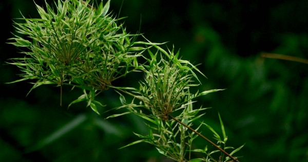 Người ta kể rằng sau khi tre ra hoa và kết trái, mùi thơm của trái tre rất hấp dẫn chuột và thường gây ra dịch bệnh. Xưa, người dân dựa vào kinh nghiệm truyền từ đời này sang đời khác và có thể tiếp nhận rõ ràng sự chỉ dẫn của thiên nhiên thì mới có câu khi tre nở hoa thì phải di chuyển ngay.