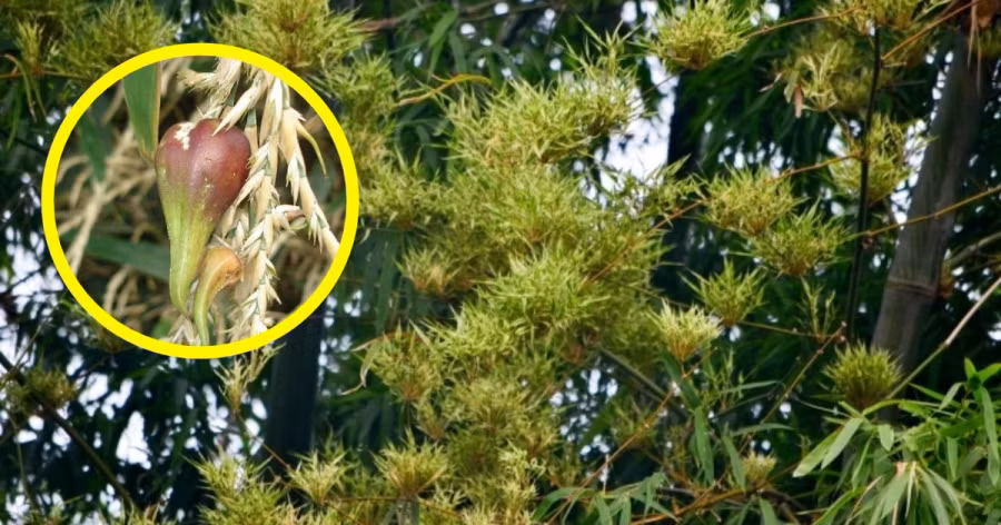 Để thích ứng với sự thay đổi này, tre phải nở hoa và kết trái, nhân giống và rải chúng xuống đất, để chúng phát triển trở lại ở môi trường mới. Vì vậy, tre ra hoa cũng có thể nói là một cách tiếp tục cuộc sống cụ thể của nó.