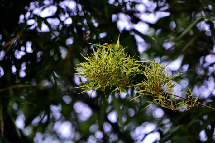 Những thay đổi trong môi trường sinh trưởng của tre có thể coi là lời cảnh báo của thiên nhiên đối với con người. Môi trường chung của một nơi sẽ không dễ dàng thay đổi, và ngay cả khi nó thay đổi, nó sẽ diễn ra từ từ. Nếu đột nhiên, môi trường sống của một nơi thay đổi thì một thảm họa lớn chắc chắn sẽ xảy ra.
