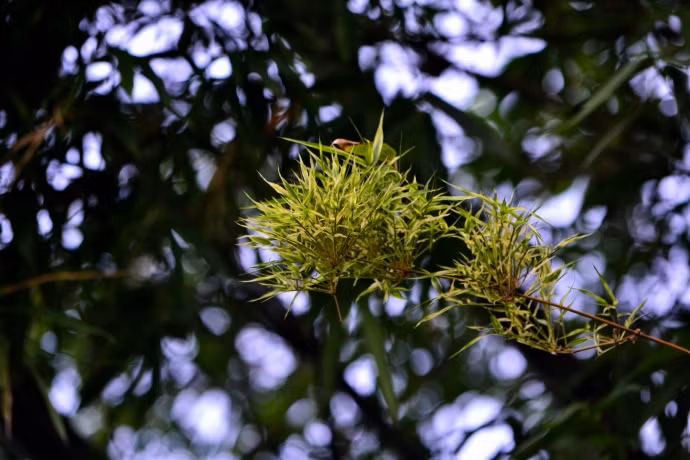 Những thay đổi trong môi trường sinh trưởng của tre có thể coi là lời cảnh báo của thiên nhiên đối với con người. Môi trường chung của một nơi sẽ không dễ dàng thay đổi, và ngay cả khi nó thay đổi, nó sẽ diễn ra từ từ. Nếu đột nhiên, môi trường sống của một nơi thay đổi thì một thảm họa lớn chắc chắn sẽ xảy ra.