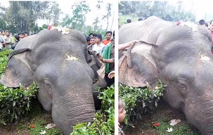 Tại sao nói 'Không nên chạm vào con voi đã chết?' Tai sao noi 'Khong nen cham vao con voi da chet?'