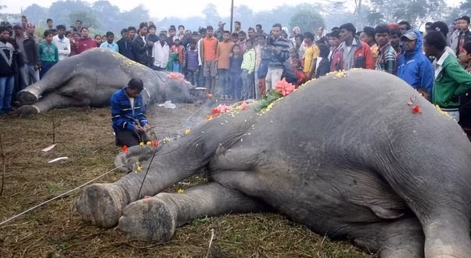Tại sao nói 'Không nên chạm vào con voi đã chết?' - Hình 2 Tai sao noi 'Khong nen cham vao con voi da chet?'-Hinh-2
