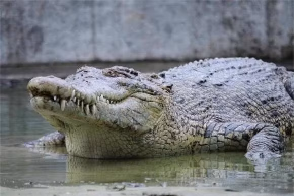 Điều đó có nghĩa là, nếu bạn chọn hợp tác, đó là một chiến thắng có lợi cho cá sấu và chim tăm, nhưng nếu bạn chọn phản bội, thì cả hai đều thua. Đây là cơ duyên trả ơn hết lần này đến lần khác. Nếu bạn chọn lòng tốt, tôi sẽ chọn lòng tốt, nếu bạn chọn phản bội, tôi sẽ chọn phản bội.