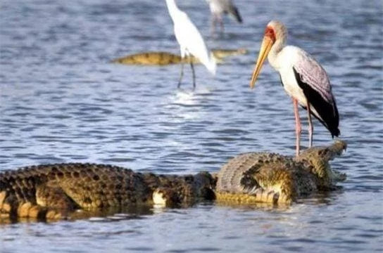  Nhiều bạn khi nghe nói đó là một loài chim, điều đầu tiên họ nghĩ đến là một loài chim có thể “nhổ răng” cho cá sấu, tuy nhiên, hôm nay chúng ta sẽ nói về loài chim có thể ngoạm thức ăn từ miệng của cá sấu.