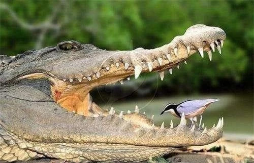 Mới đây, một người đam mê động vật hoang dã đã chụp được cảnh tượng khó tin. Như chúng ta đã biết, phần lớn thức ăn của cá sấu đến từ nước, trong đó cá là một phần lớn. Vào ngày này, một con cá sấu đang tìm kiếm thức ăn ở vùng nước nông, và chẳng mấy chốc, con cá sấu đã bắt được một con cá lớn.