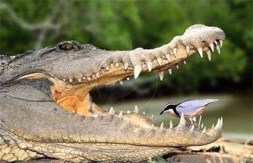 Mới đây, một người đam mê động vật hoang dã đã chụp được cảnh tượng khó tin. Như chúng ta đã biết, phần lớn thức ăn của cá sấu đến từ nước, trong đó cá là một phần lớn. Vào ngày này, một con cá sấu đang tìm kiếm thức ăn ở vùng nước nông, và chẳng mấy chốc, con cá sấu đã bắt được một con cá lớn.