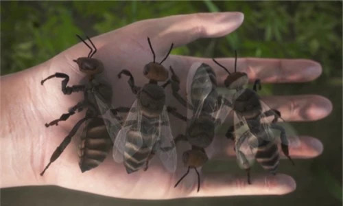 Top 10 loai con trung nguy hiem nhat the gioi: So 1 bi ghet nhat-Hinh-3