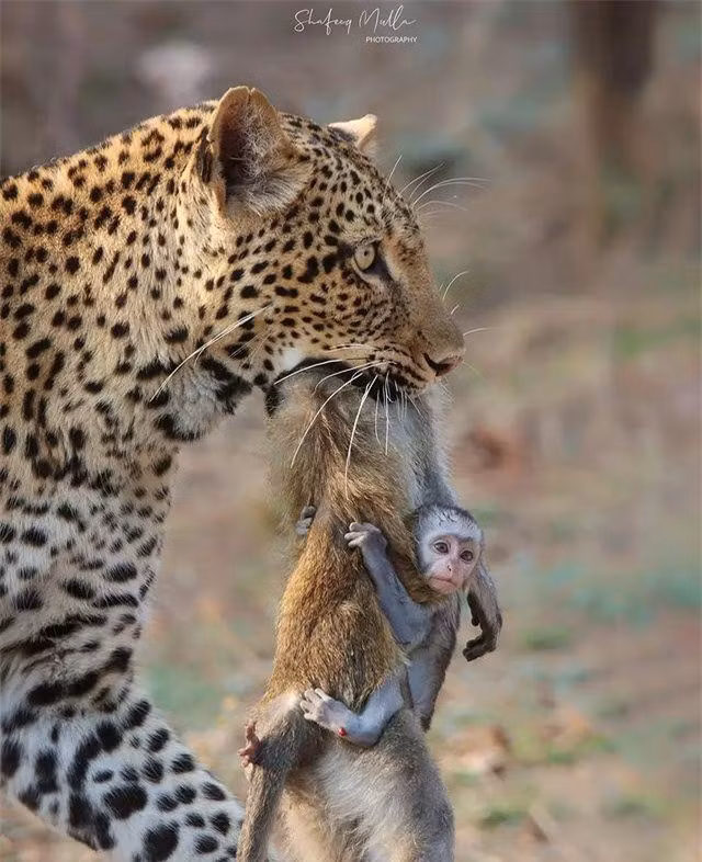 Mẹ bị báo hoa mai giết, khỉ con ngơ ngác ôm chặt xác mẹ ảnh 1