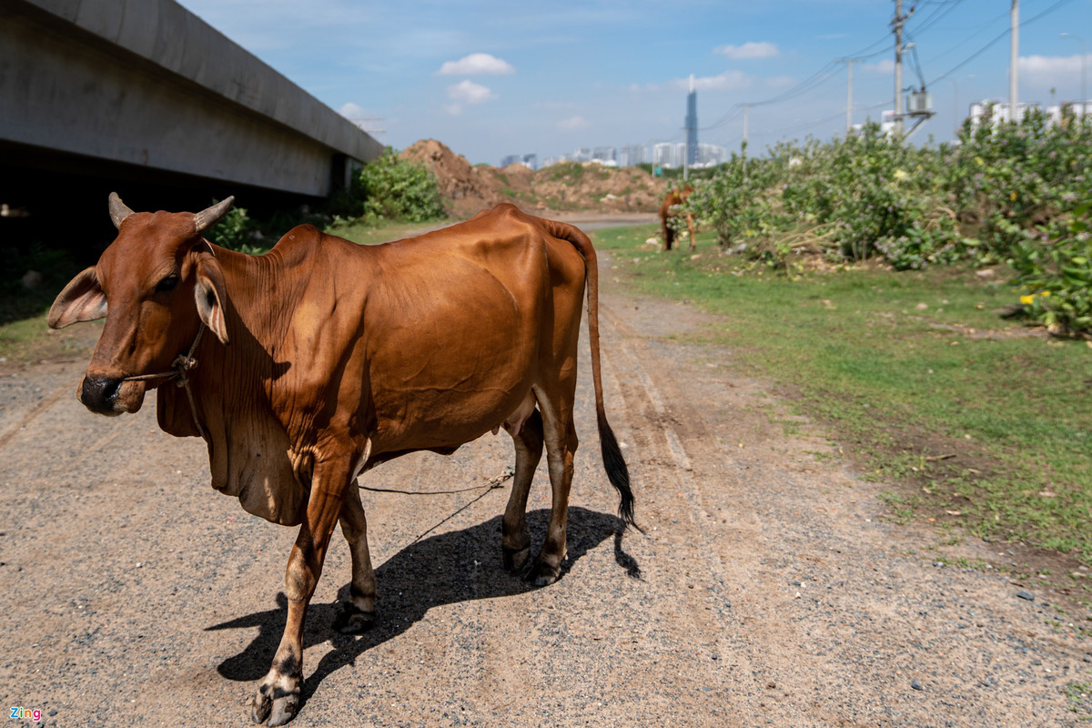 br/> Gia súc của một số hộ dân tự phát di chuyển trong dự án.