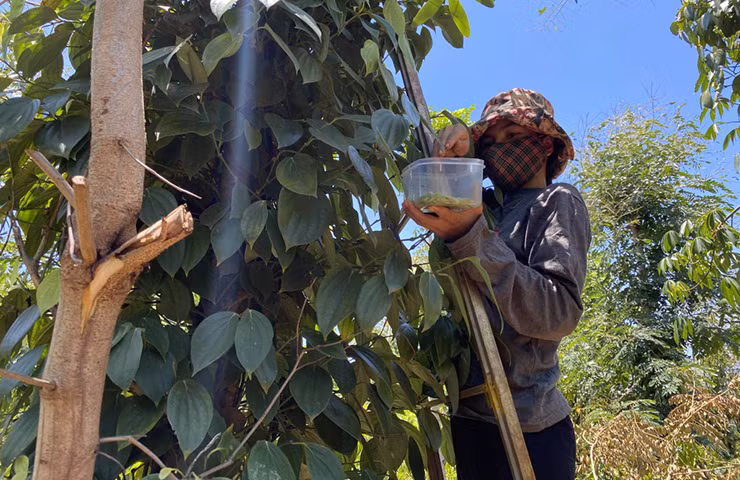 “Loc troi” o Tay Nguyen den mua bat dem ban 200.000 dong/kg-Hinh-11