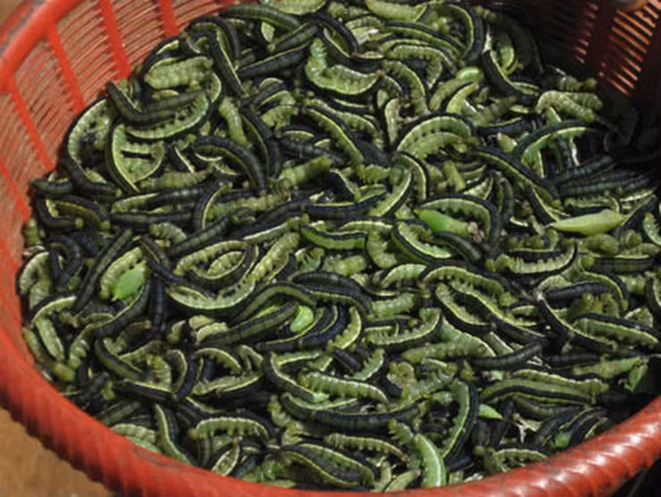 “Loc troi” o Tay Nguyen den mua bat dem ban 200.000 dong/kg-Hinh-4