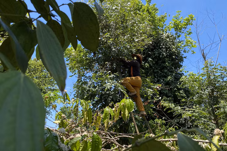 “Loc troi” o Tay Nguyen den mua bat dem ban 200.000 dong/kg-Hinh-5