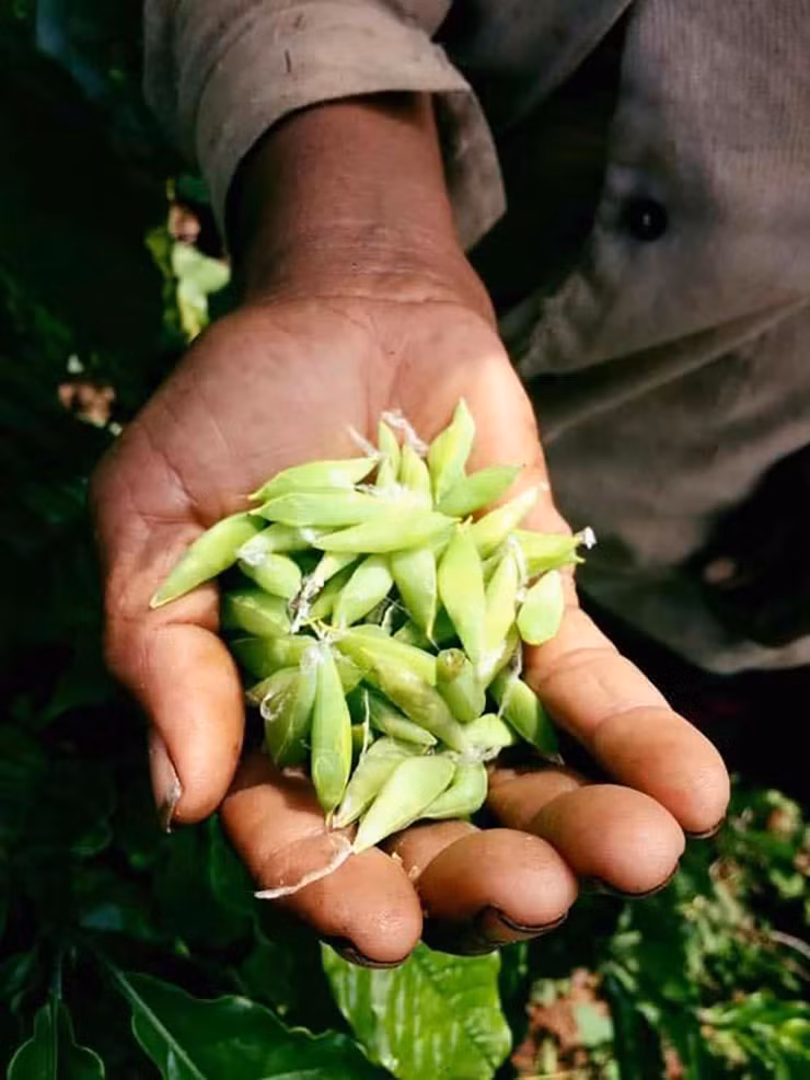 “Loc troi” o Tay Nguyen den mua bat dem ban 200.000 dong/kg-Hinh-2