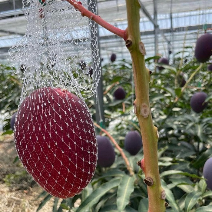 Hơn 2 triệu đồng/quả xoài màu đỏ, nhà giàu Việt chi tiền ăn sang - Hình 7 Hon 2 trieu dong/qua xoai mau do, nha giau Viet chi tien an sang-Hinh-7