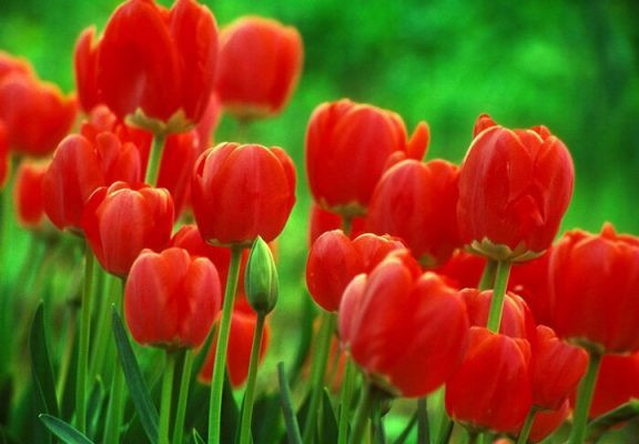 Người sinh vào 3 tháng Âm lịch này, hưởng trọn may mắn, phúc lộc Nguoi sinh vao 3 thang Am lich nay, huong tron may man, phuc loc